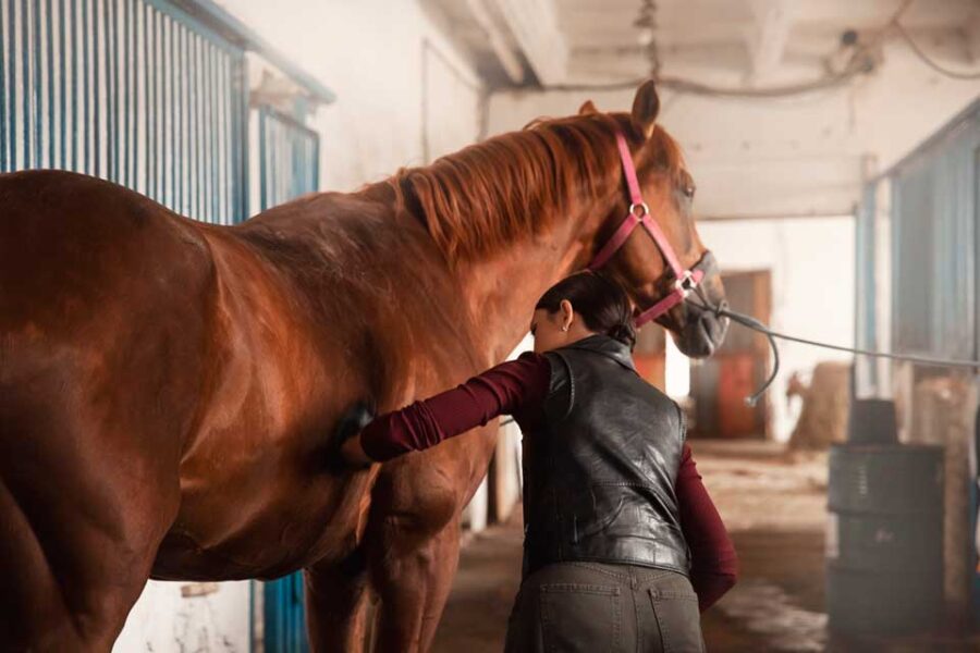 Lyme Disease Royalton Equine Veterinary Services