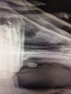 unerupted wolf xray (1)