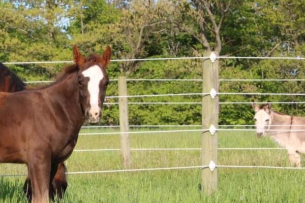 Brown & white horse 2