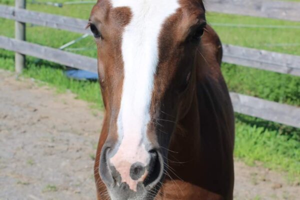 Brown & white horse